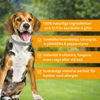 Fästing & Lopphalsband för Hund